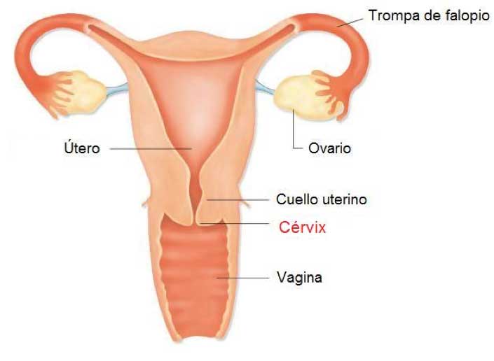 Qué es el cérvix o cuello uterino