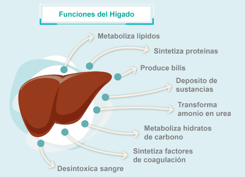 funciones hígado