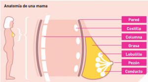 Qué es la glándula mamaria.