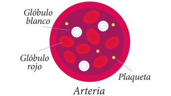 Cuáles son los Componentes de la Sangre? | Roche Pacientes