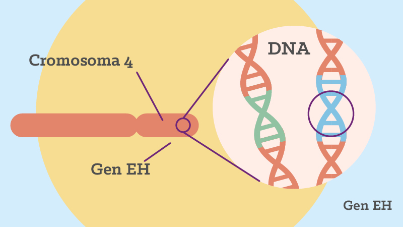 Representación de donde se encuentra el gen HTT